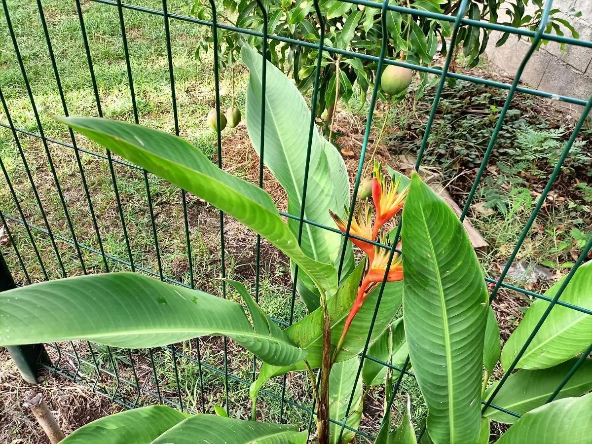 Studio Climatise Cote-Sous-Le-Vent Villa Baillif Guadeloupe